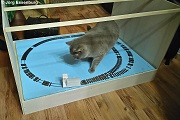 Kater Kuno untersucht die im Bau befindliche Gn15-Anlage von Herrchen Jörg.